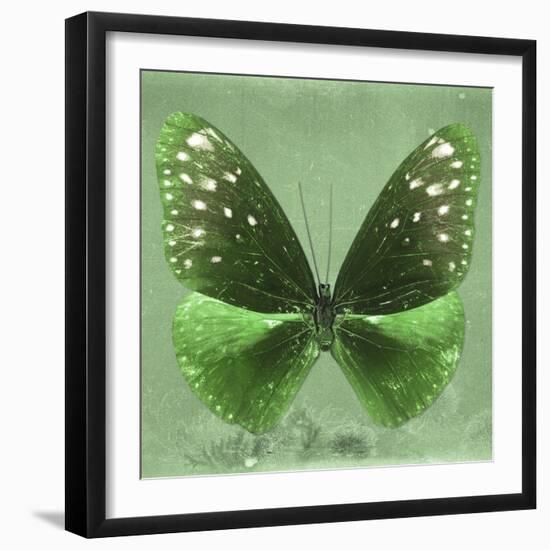 Miss Butterfly Euploea Sq - Green-Philippe Hugonnard-Framed Photographic Print