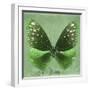 Miss Butterfly Euploea Sq - Green-Philippe Hugonnard-Framed Photographic Print