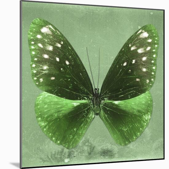 Miss Butterfly Euploea Sq - Green-Philippe Hugonnard-Mounted Photographic Print