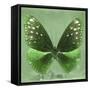 Miss Butterfly Euploea Sq - Green-Philippe Hugonnard-Framed Stretched Canvas