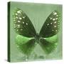 Miss Butterfly Euploea Sq - Green-Philippe Hugonnard-Stretched Canvas