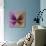 Miss Butterfly Euploea Sq - Hot Pink & Caramel-Philippe Hugonnard-Photographic Print displayed on a wall