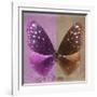 Miss Butterfly Euploea Sq - Hot Pink & Caramel-Philippe Hugonnard-Framed Photographic Print