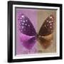 Miss Butterfly Euploea Sq - Hot Pink & Caramel-Philippe Hugonnard-Framed Photographic Print