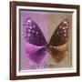 Miss Butterfly Euploea Sq - Hot Pink & Caramel-Philippe Hugonnard-Framed Photographic Print