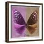 Miss Butterfly Euploea Sq - Hot Pink & Caramel-Philippe Hugonnard-Framed Photographic Print