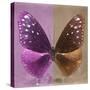 Miss Butterfly Euploea Sq - Hot Pink & Caramel-Philippe Hugonnard-Stretched Canvas