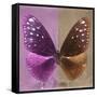 Miss Butterfly Euploea Sq - Hot Pink & Caramel-Philippe Hugonnard-Framed Stretched Canvas