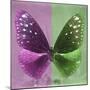 Miss Butterfly Euploea Sq - Hot Pink & Green-Philippe Hugonnard-Mounted Premium Photographic Print