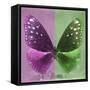 Miss Butterfly Euploea Sq - Hot Pink & Green-Philippe Hugonnard-Framed Stretched Canvas