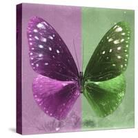 Miss Butterfly Euploea Sq - Hot Pink & Green-Philippe Hugonnard-Stretched Canvas