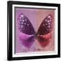 Miss Butterfly Euploea Sq - Hot Pink & Red-Philippe Hugonnard-Framed Photographic Print