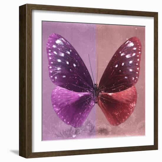 Miss Butterfly Euploea Sq - Hot Pink & Red-Philippe Hugonnard-Framed Photographic Print
