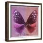 Miss Butterfly Euploea Sq - Hot Pink & Red-Philippe Hugonnard-Framed Photographic Print