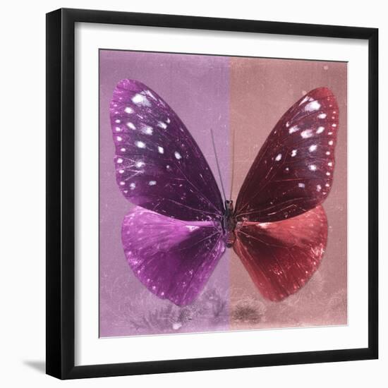 Miss Butterfly Euploea Sq - Hot Pink & Red-Philippe Hugonnard-Framed Photographic Print