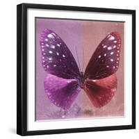 Miss Butterfly Euploea Sq - Hot Pink & Red-Philippe Hugonnard-Framed Photographic Print