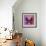 Miss Butterfly Euploea Sq - Hot Pink & Red-Philippe Hugonnard-Framed Photographic Print displayed on a wall