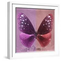 Miss Butterfly Euploea Sq - Hot Pink & Red-Philippe Hugonnard-Framed Photographic Print