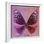 Miss Butterfly Euploea Sq - Hot Pink & Red-Philippe Hugonnard-Framed Photographic Print
