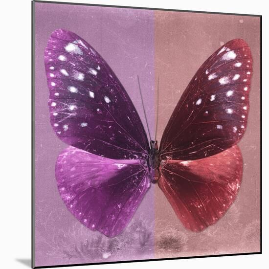 Miss Butterfly Euploea Sq - Hot Pink & Red-Philippe Hugonnard-Mounted Photographic Print