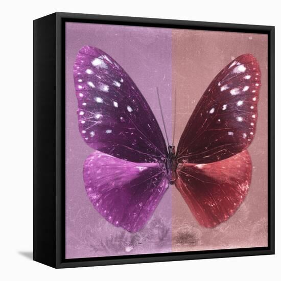 Miss Butterfly Euploea Sq - Hot Pink & Red-Philippe Hugonnard-Framed Stretched Canvas