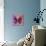 Miss Butterfly Euploea Sq - Hot Pink & Red-Philippe Hugonnard-Stretched Canvas displayed on a wall