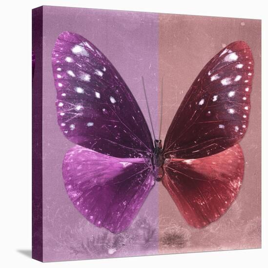 Miss Butterfly Euploea Sq - Hot Pink & Red-Philippe Hugonnard-Stretched Canvas