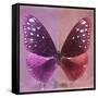 Miss Butterfly Euploea Sq - Hot Pink & Red-Philippe Hugonnard-Framed Stretched Canvas