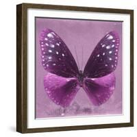 Miss Butterfly Euploea Sq - Hot Pink-Philippe Hugonnard-Framed Photographic Print