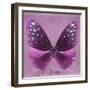 Miss Butterfly Euploea Sq - Hot Pink-Philippe Hugonnard-Framed Photographic Print