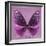 Miss Butterfly Euploea Sq - Hot Pink-Philippe Hugonnard-Framed Photographic Print