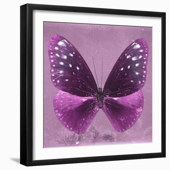 Miss Butterfly Euploea Sq - Hot Pink-Philippe Hugonnard-Framed Photographic Print