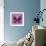 Miss Butterfly Euploea Sq - Hot Pink-Philippe Hugonnard-Framed Photographic Print displayed on a wall