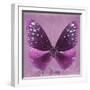 Miss Butterfly Euploea Sq - Hot Pink-Philippe Hugonnard-Framed Photographic Print