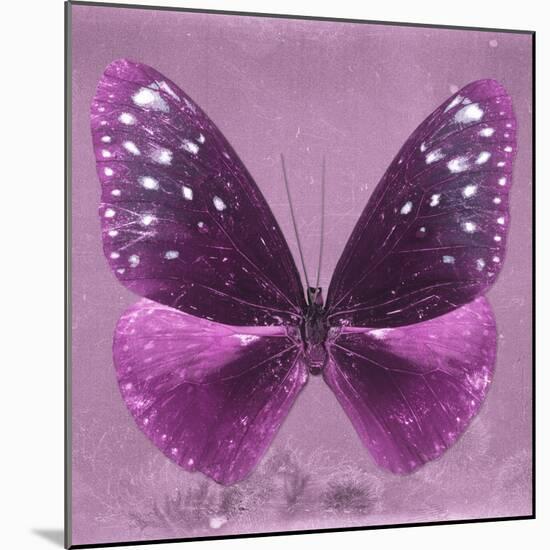 Miss Butterfly Euploea Sq - Hot Pink-Philippe Hugonnard-Mounted Photographic Print