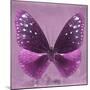 Miss Butterfly Euploea Sq - Hot Pink-Philippe Hugonnard-Mounted Photographic Print