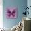 Miss Butterfly Euploea Sq - Hot Pink-Philippe Hugonnard-Photographic Print displayed on a wall