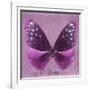 Miss Butterfly Euploea Sq - Hot Pink-Philippe Hugonnard-Framed Photographic Print