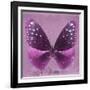 Miss Butterfly Euploea Sq - Hot Pink-Philippe Hugonnard-Framed Photographic Print