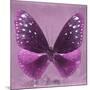 Miss Butterfly Euploea Sq - Hot Pink-Philippe Hugonnard-Mounted Photographic Print