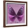 Miss Butterfly Euploea Sq - Hot Pink-Philippe Hugonnard-Framed Photographic Print