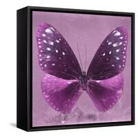 Miss Butterfly Euploea Sq - Hot Pink-Philippe Hugonnard-Framed Stretched Canvas