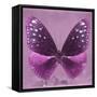 Miss Butterfly Euploea Sq - Hot Pink-Philippe Hugonnard-Framed Stretched Canvas