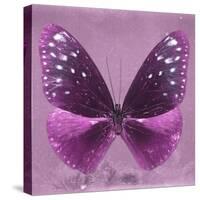 Miss Butterfly Euploea Sq - Hot Pink-Philippe Hugonnard-Stretched Canvas