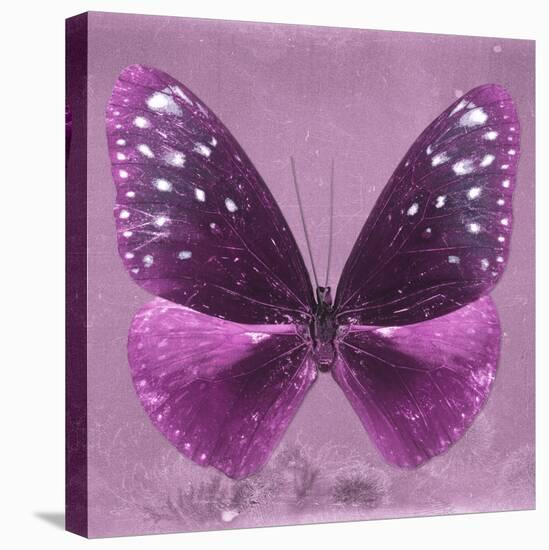 Miss Butterfly Euploea Sq - Hot Pink-Philippe Hugonnard-Stretched Canvas