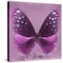 Miss Butterfly Euploea Sq - Hot Pink-Philippe Hugonnard-Stretched Canvas