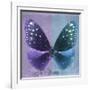 Miss Butterfly Euploea Sq - Purple & Blue-Philippe Hugonnard-Framed Photographic Print