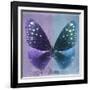 Miss Butterfly Euploea Sq - Purple & Blue-Philippe Hugonnard-Framed Photographic Print