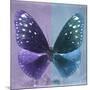 Miss Butterfly Euploea Sq - Purple & Blue-Philippe Hugonnard-Mounted Photographic Print