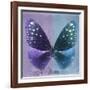 Miss Butterfly Euploea Sq - Purple & Blue-Philippe Hugonnard-Framed Photographic Print